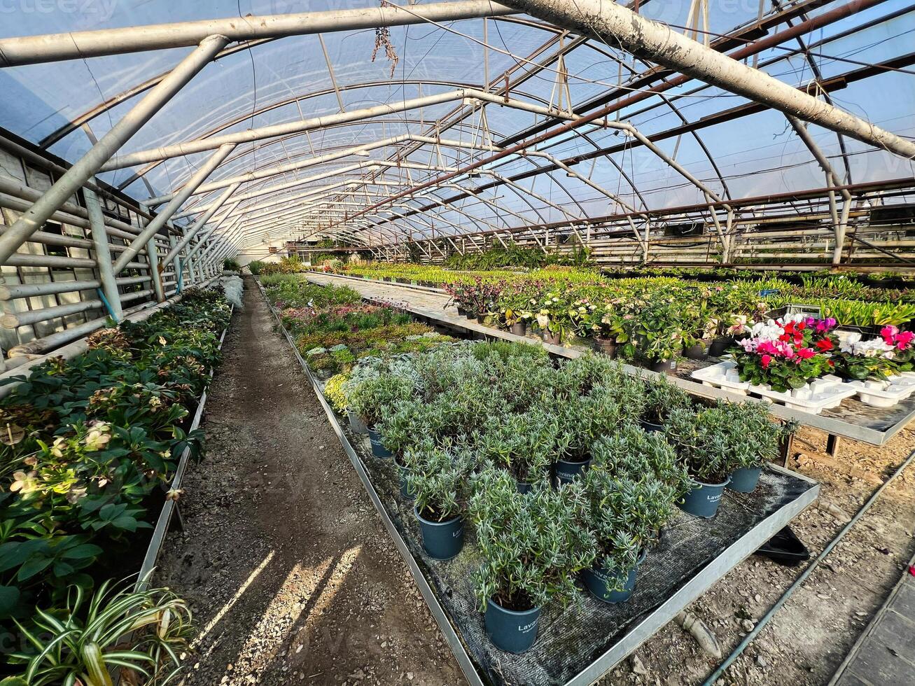 Wide angle view of plants growing in a greenhouse nursery under sunlight photo