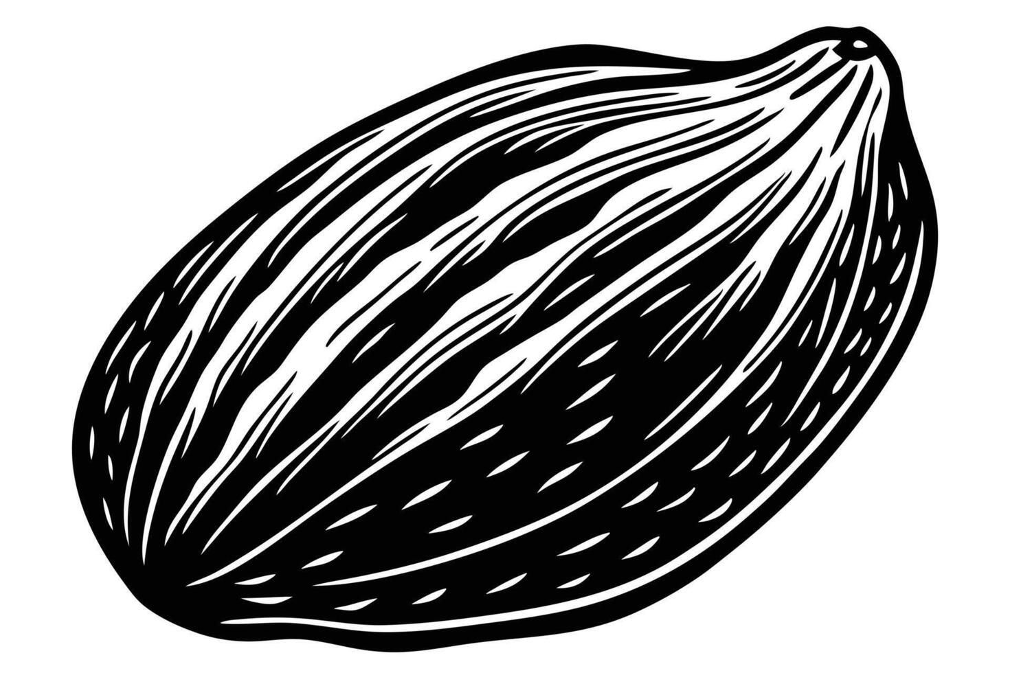 Detailed Illustration of a Sunflower Seed Pod in Vintage Style vector