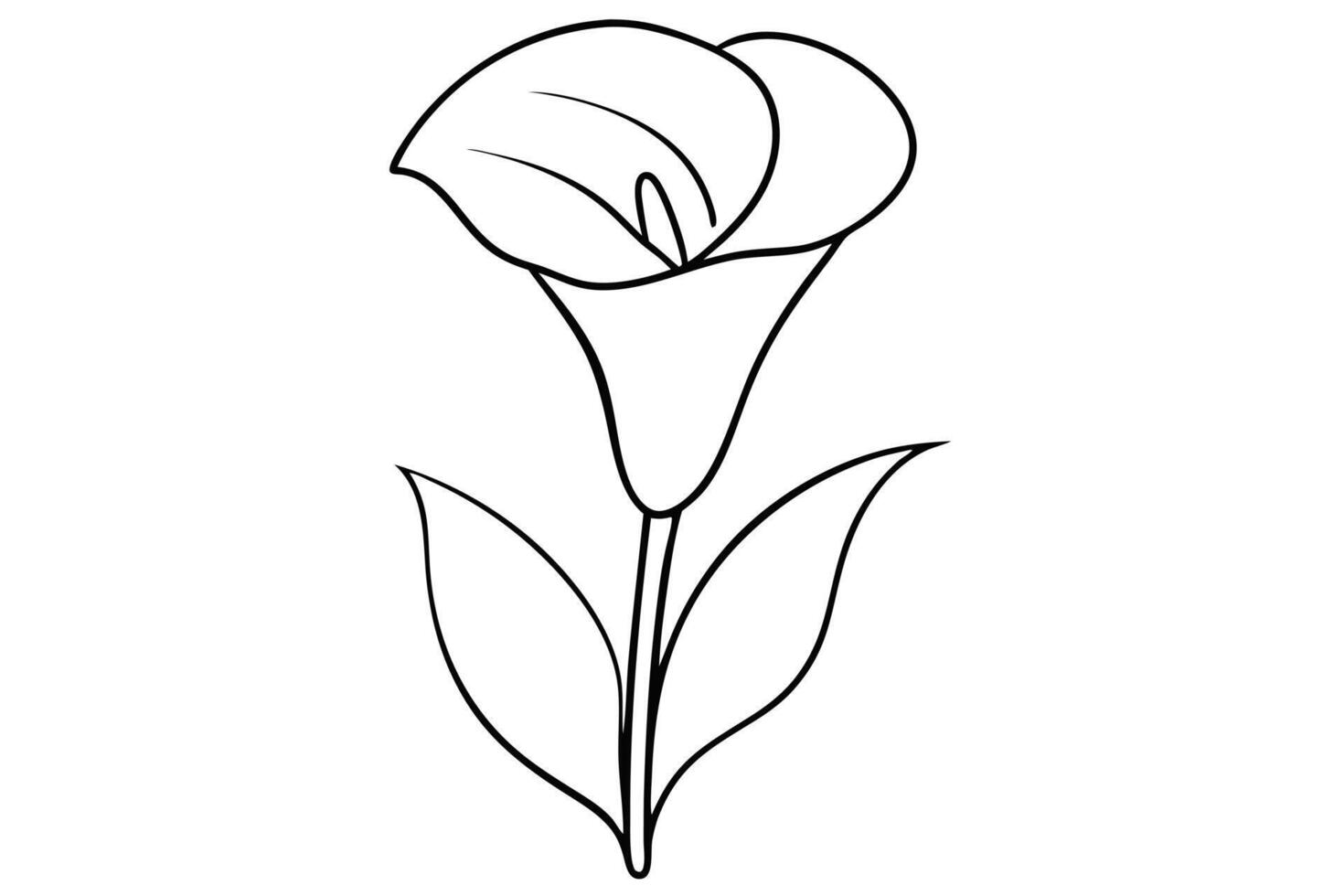 Black and white line art drawing of a Calla Lily vector