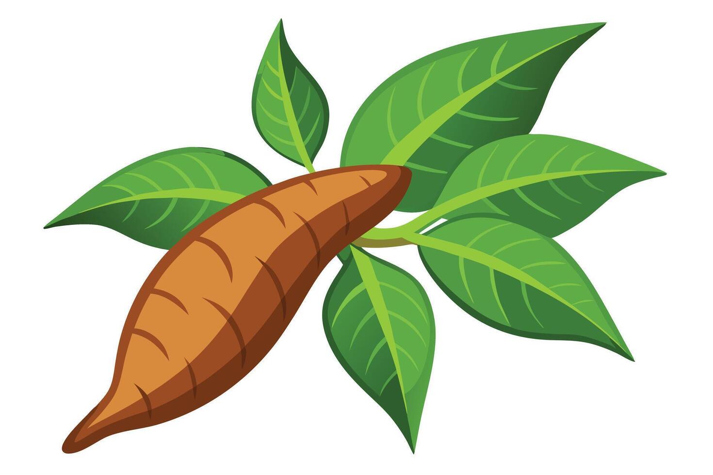 Illustration of a Cassava Plant vector