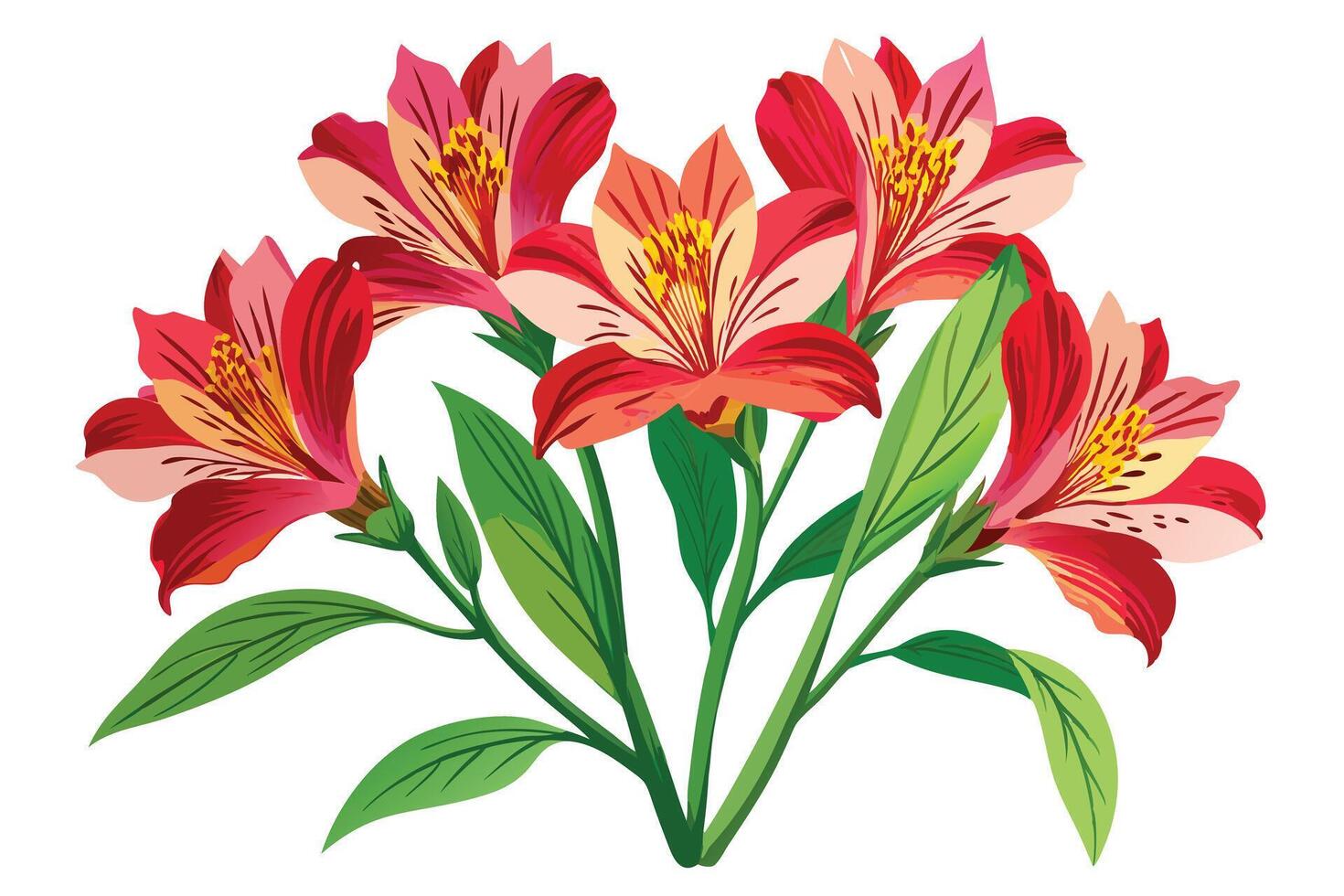 Red and peach alstroemeria flowers in a detailed illustration. vector