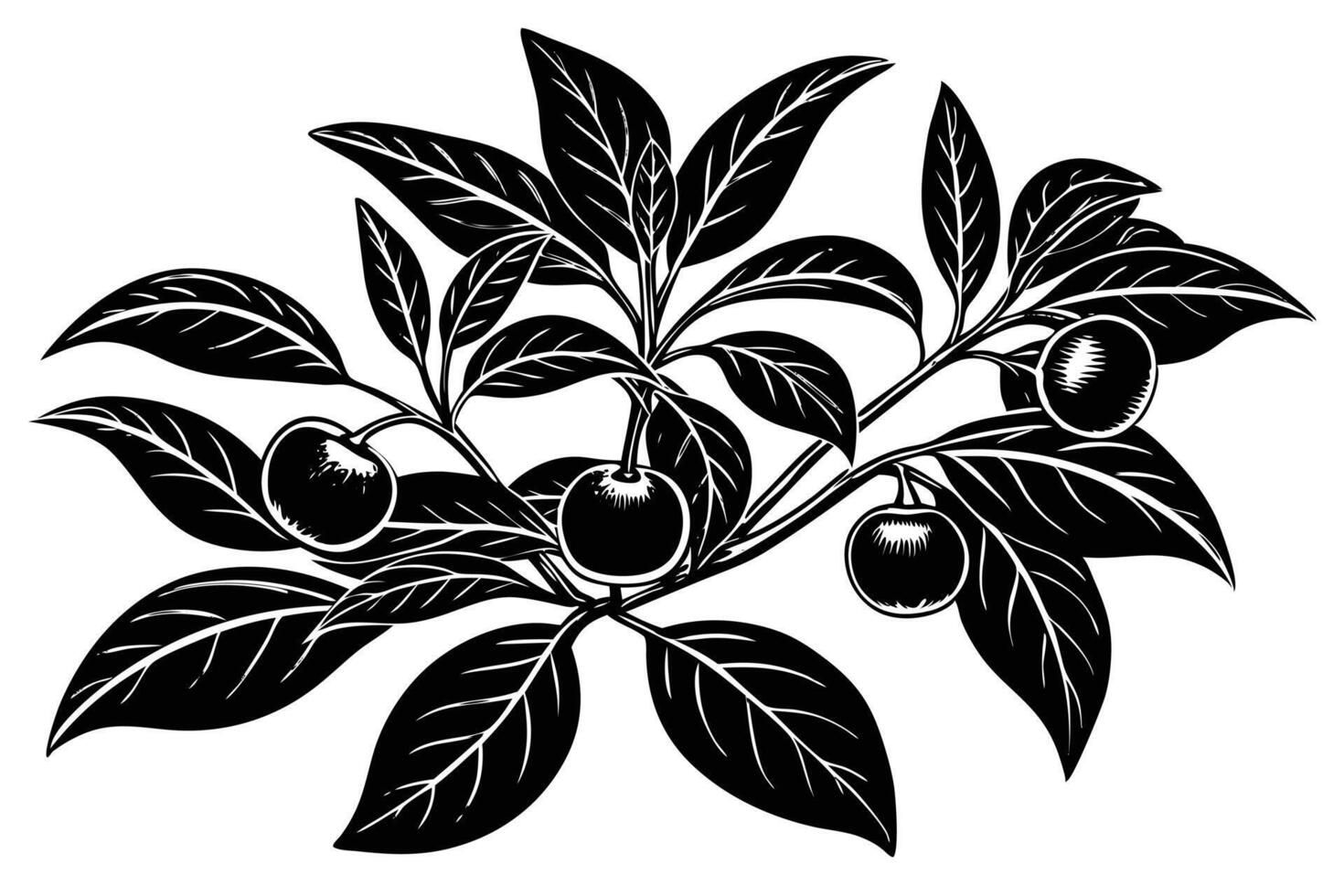 Detailed black and white illustration of a branch with berries and leaves vector