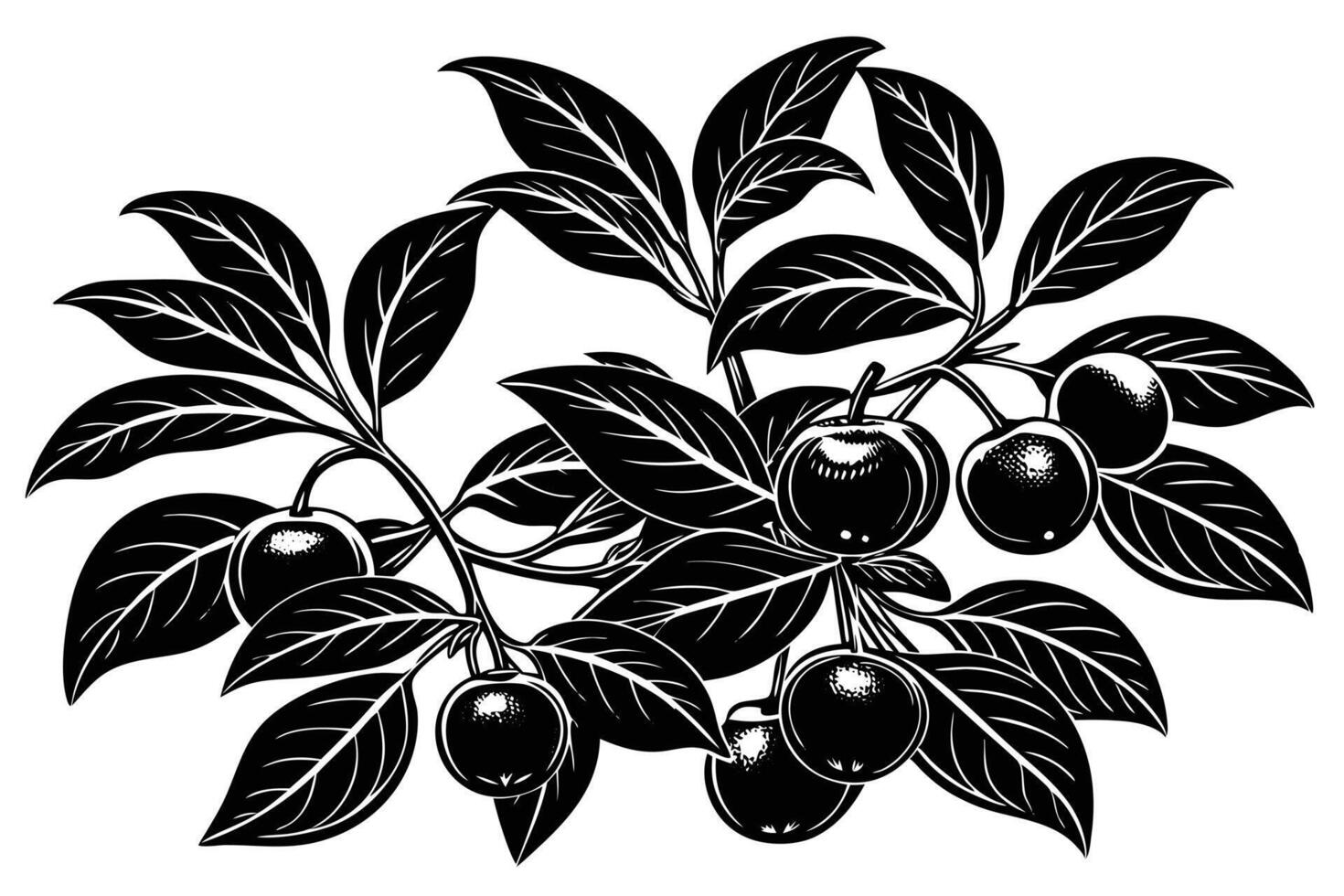 A Detailed black and white illustration of a branch with berries and leaves vector