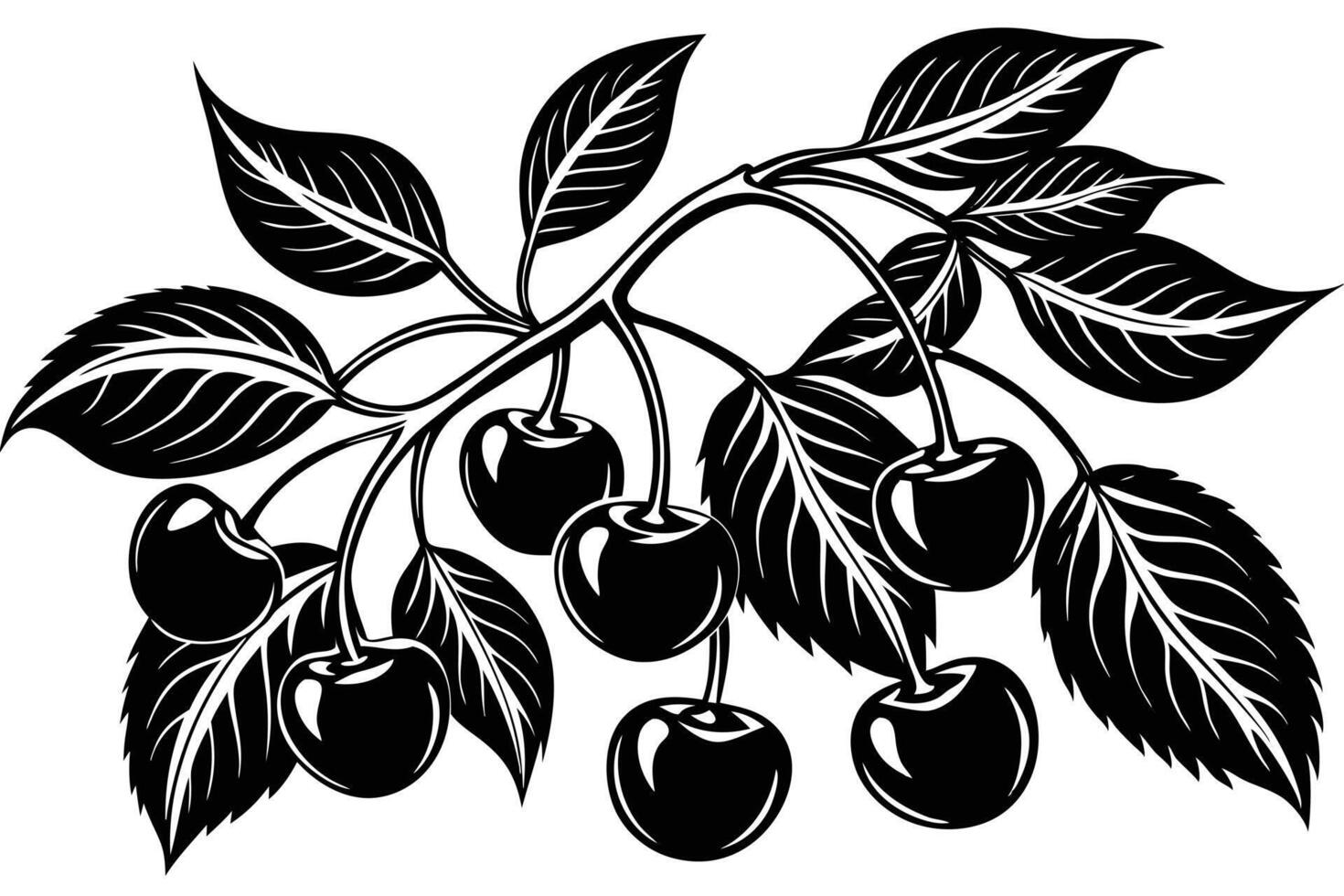 Vintage Black and White Cherry Branch Illustration vector