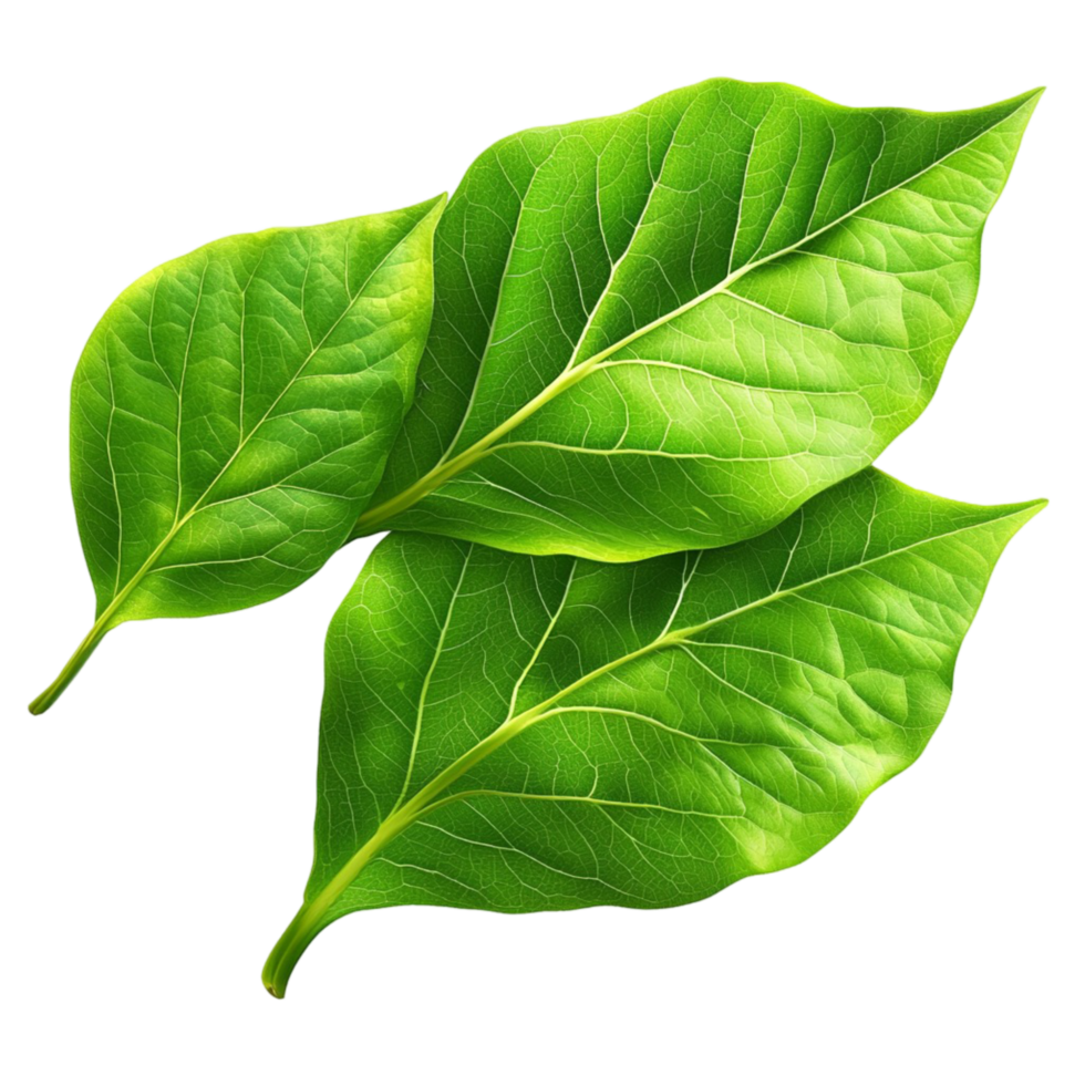 green leaves symbolizing nature and vibrant life png