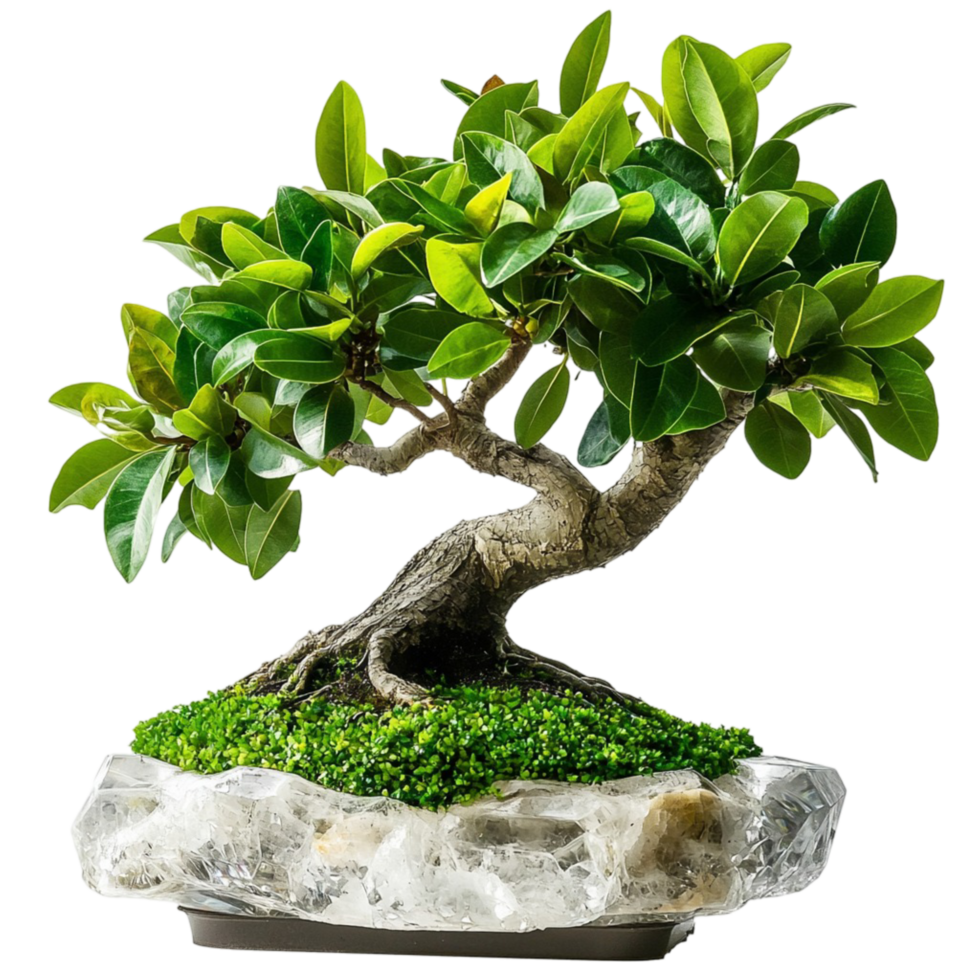 Graceful bonsai tree planted on a rock with perfectly sculpted branches png