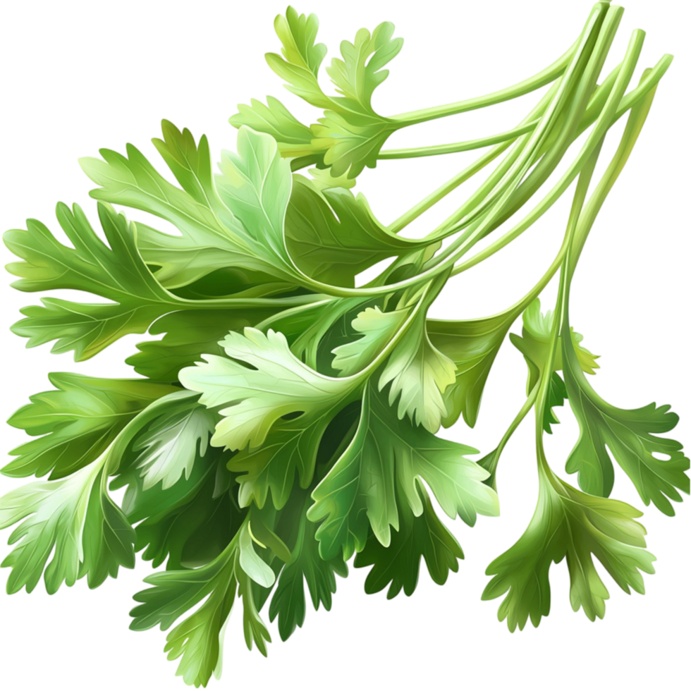 Lush green parsley leaves with a and organic appearance png