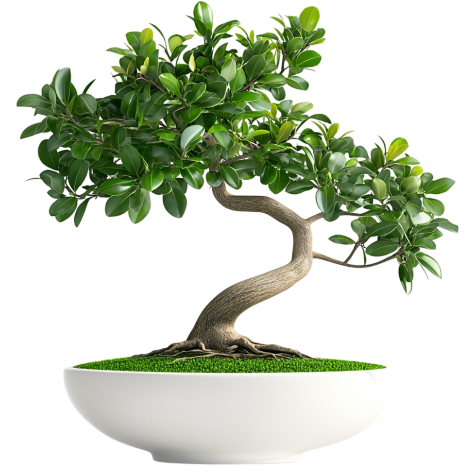 Small bonsai tree with lush green leaves in a white ceramic pot png
