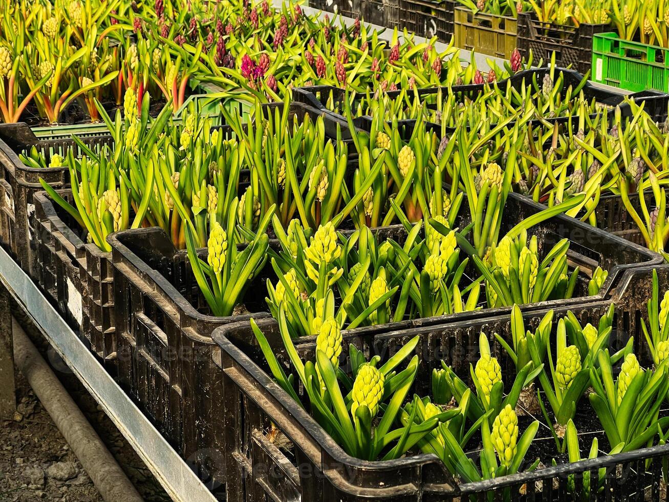 Beautiful indoor greenhouse with potted plants and blooming flowers in trays photo