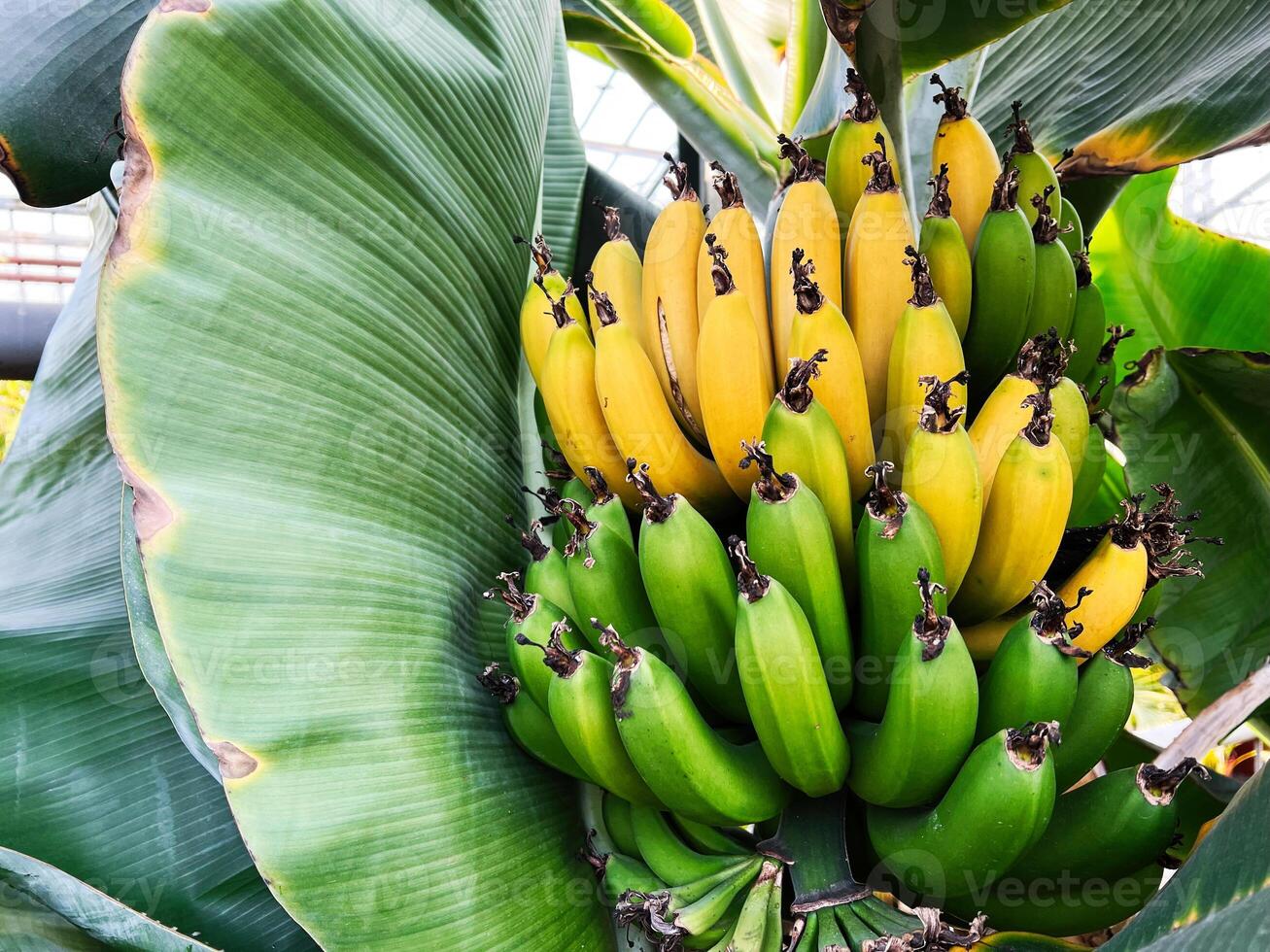 Bunch of ripe and unripe bananas growing surrounded by lush green leaves photo