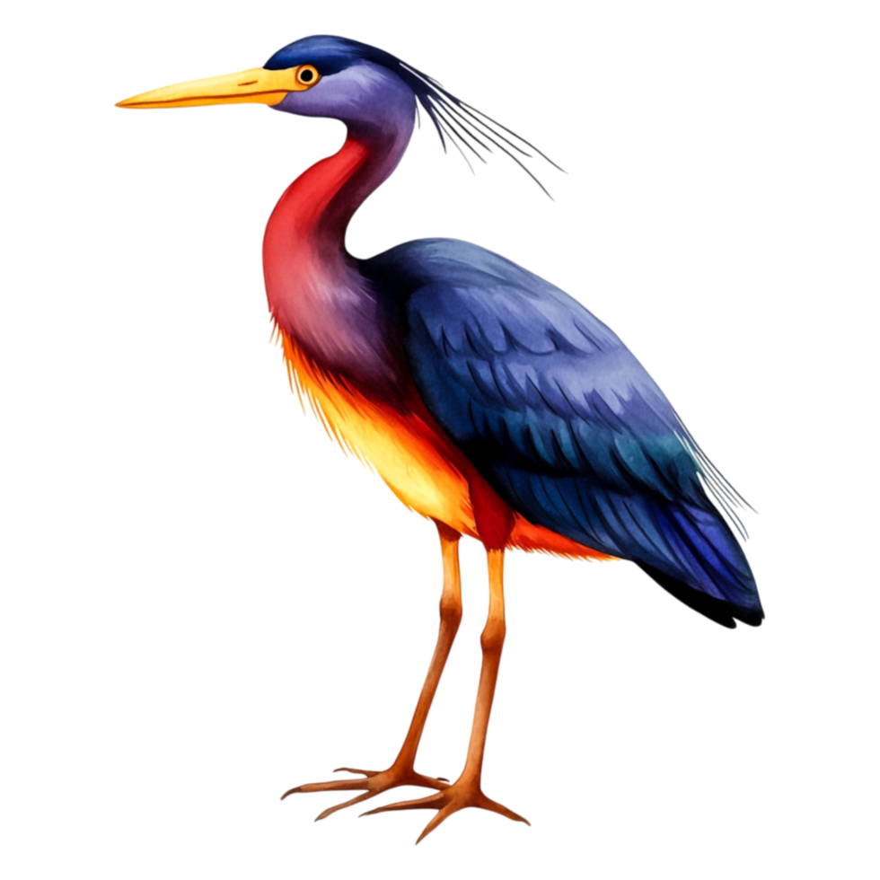 Majestic Colorful Heron Standing Gracefully on Its Long Legs png