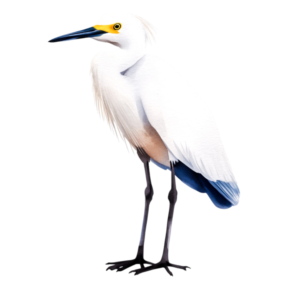 Elegant White Bird Standing Gracefully Near Water png