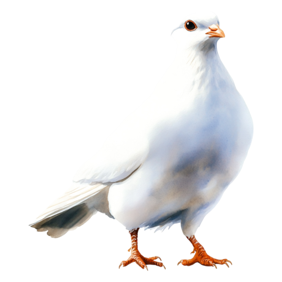 Majestic White Dove Standing Gracefully Neutral Background png
