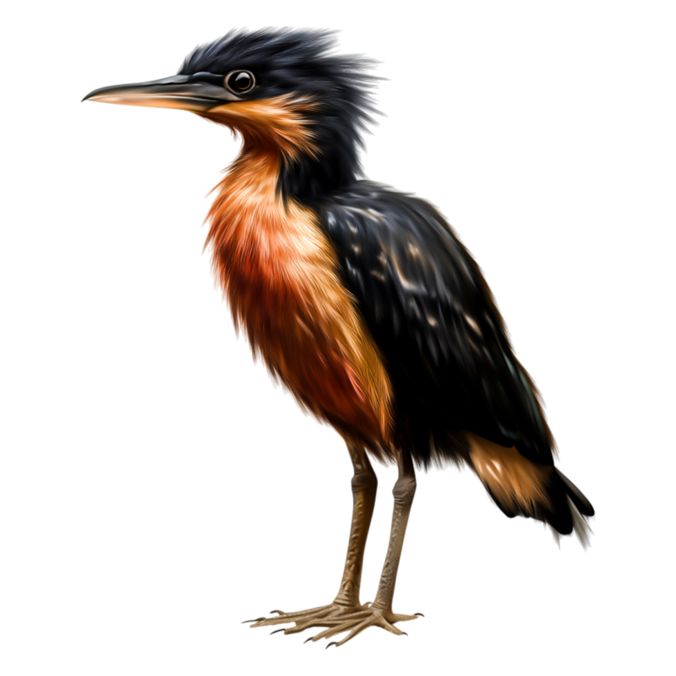 Colorful Bird with Striking Plumage Standing png