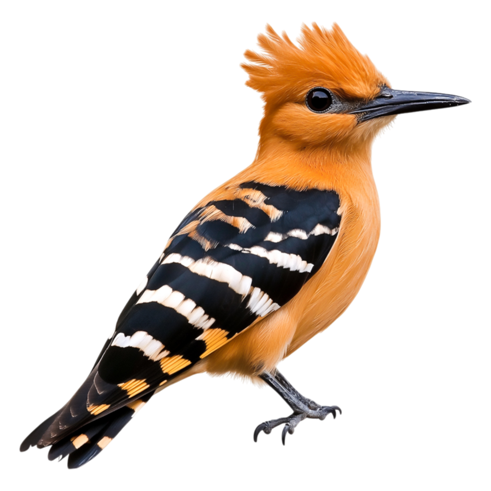 Colorful Bird Perched Branch with Striking Feathers and Plumage png