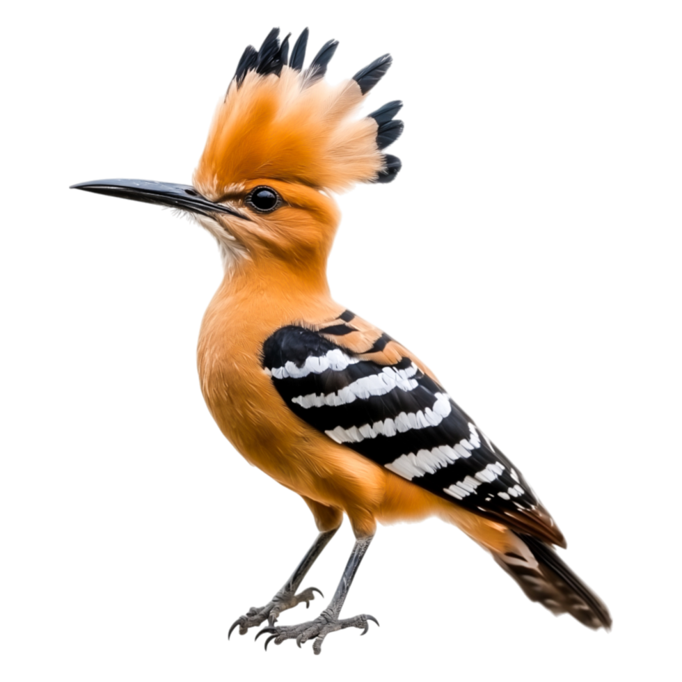Vibrant Orange Bird with Striking Black and White Feather Patterns png
