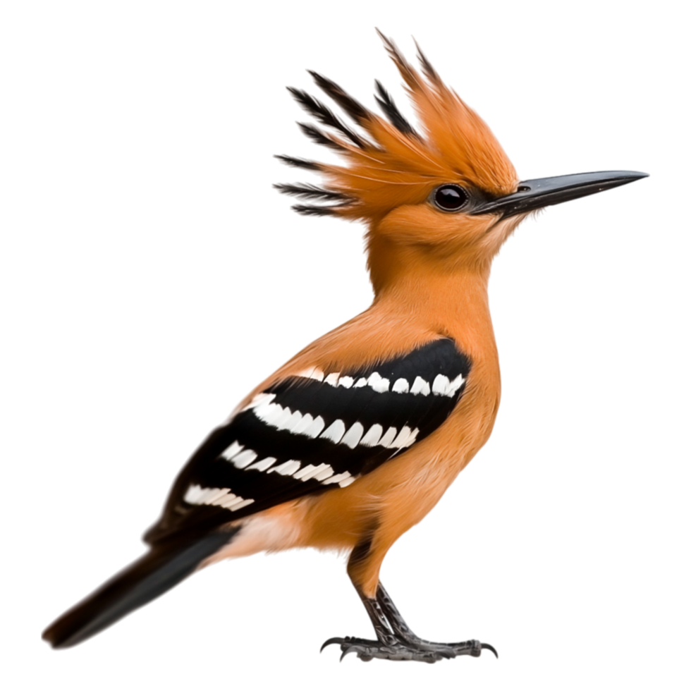 Colorful Bird with Unique Crest and Striking Feather Patterns png