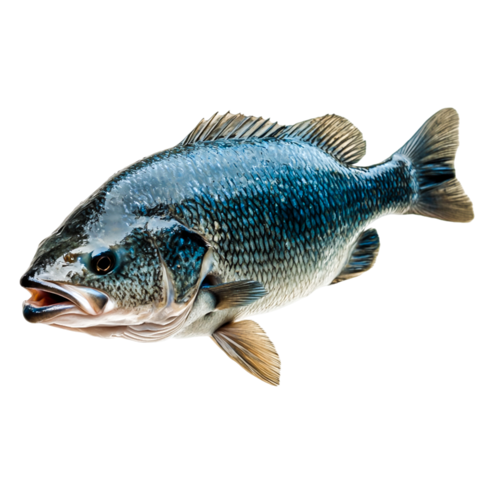 Detailed View of Freshwater Fish Swimming with Shiny Scales png