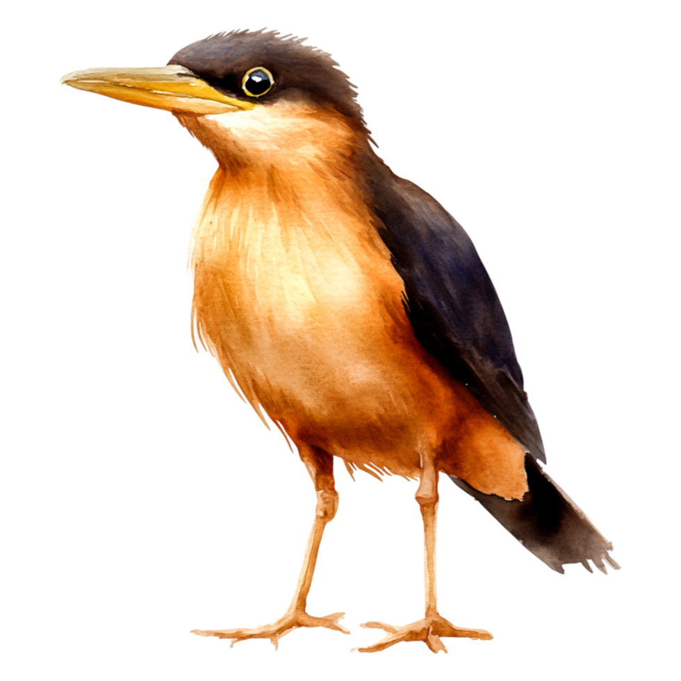 Impressive Watercolor Illustration of a Colorful Bird with Unique Features png