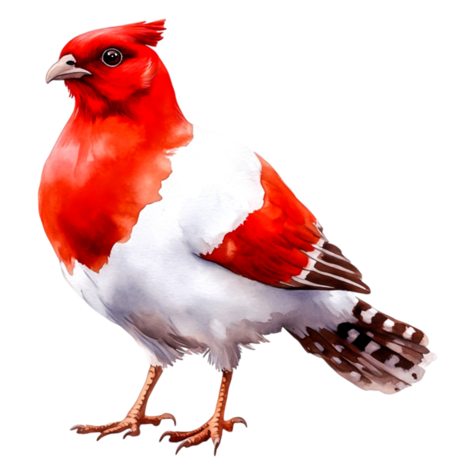 Vibrant Red and White Bird with Distinctive Feather Patterns png