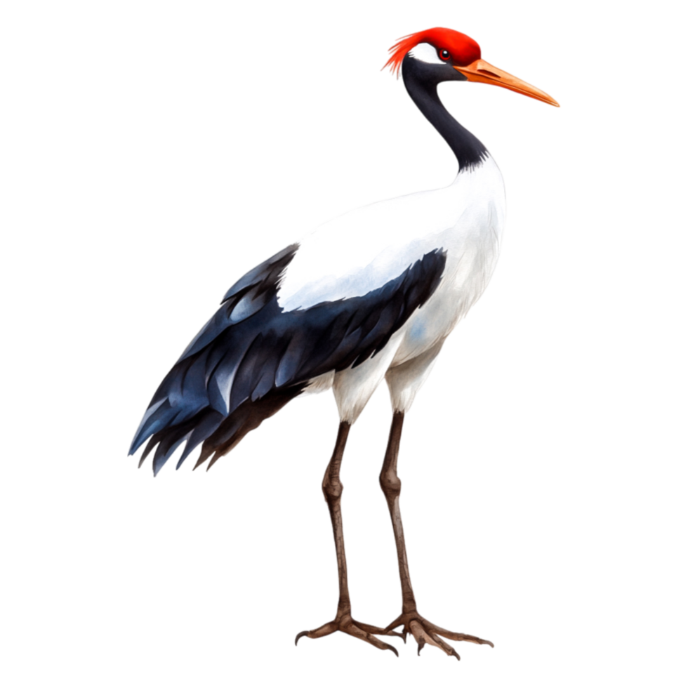 Elegant Crane with Red Crown and Striking Black png