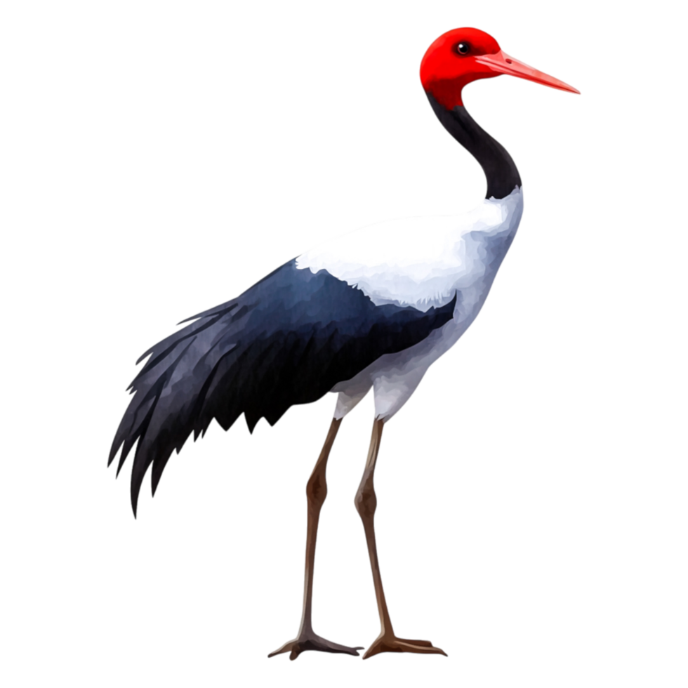 Elegant Painted Stork with Red Head and Striking Black Wings png
