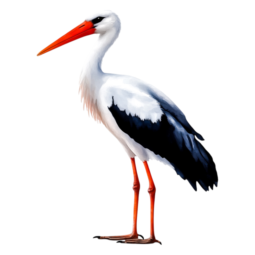 Majestic Stork Standing Gracefully on One Leg in Bright Environment png
