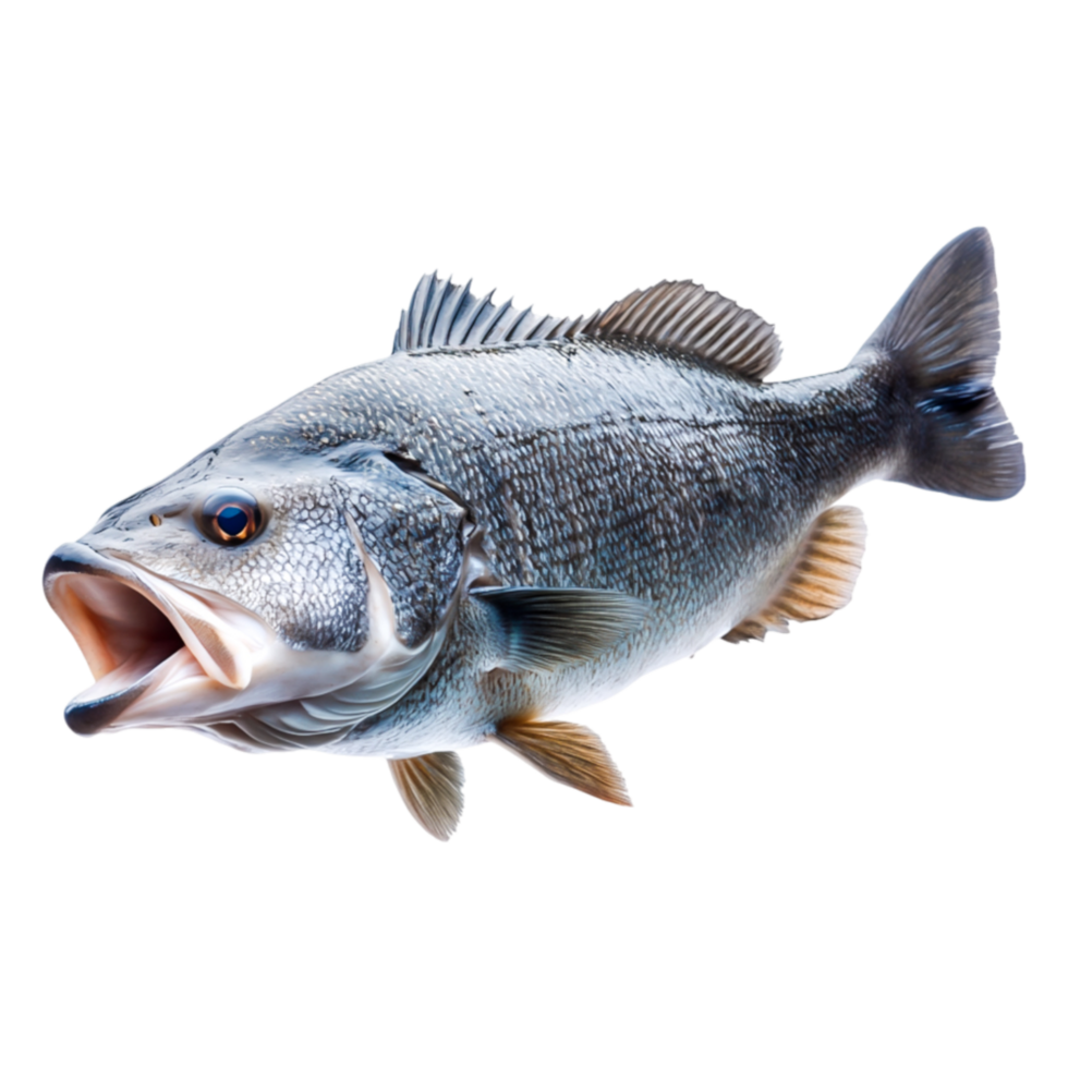 Largemouth Bass Fish on Captured in Detail png
