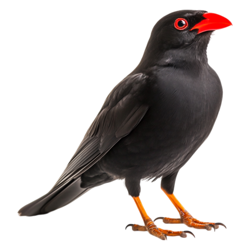 Striking Black Bird with Red Beak and Bright Eyes on png