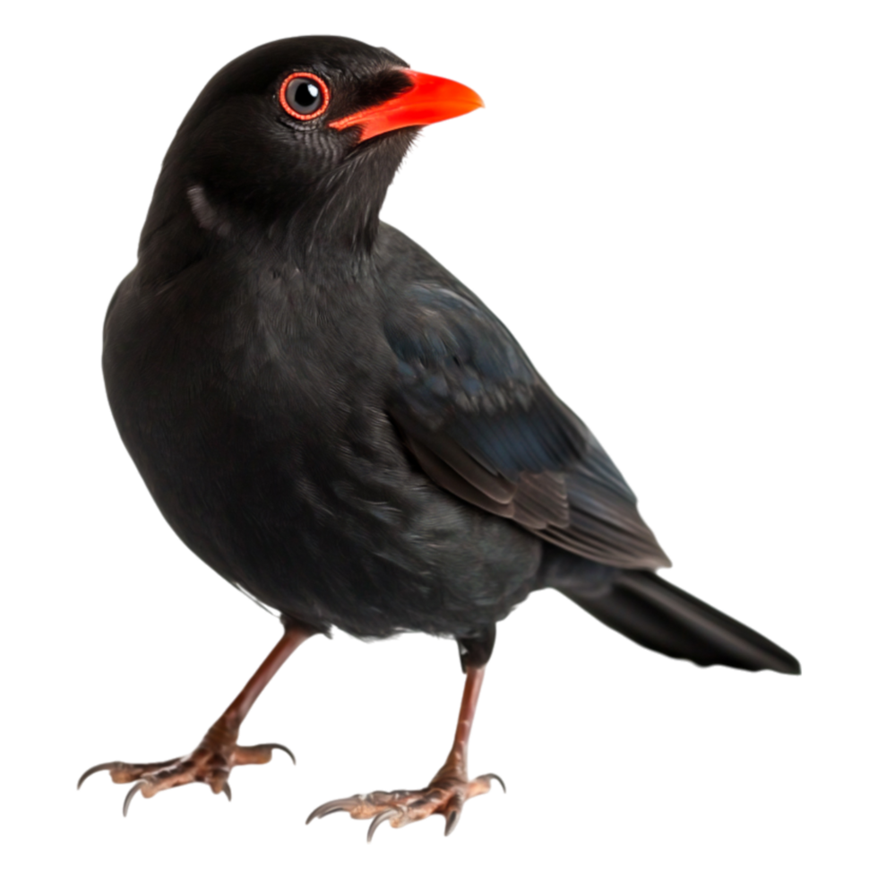 Black bird with vibrant orange beak standing gracefully on png