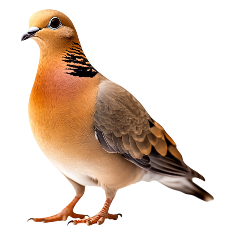Beautiful closeup of a Colorful Dove with Elegant Feathers png