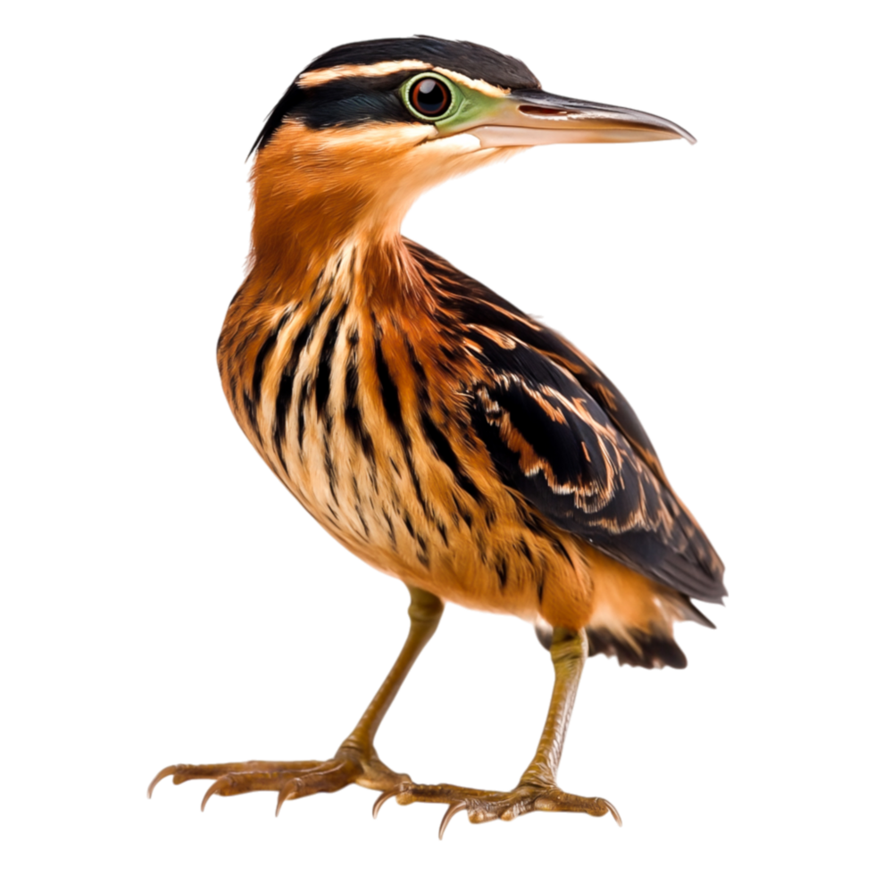 Brightly Colored Bird with Striped Feathers Perched Gracefully png