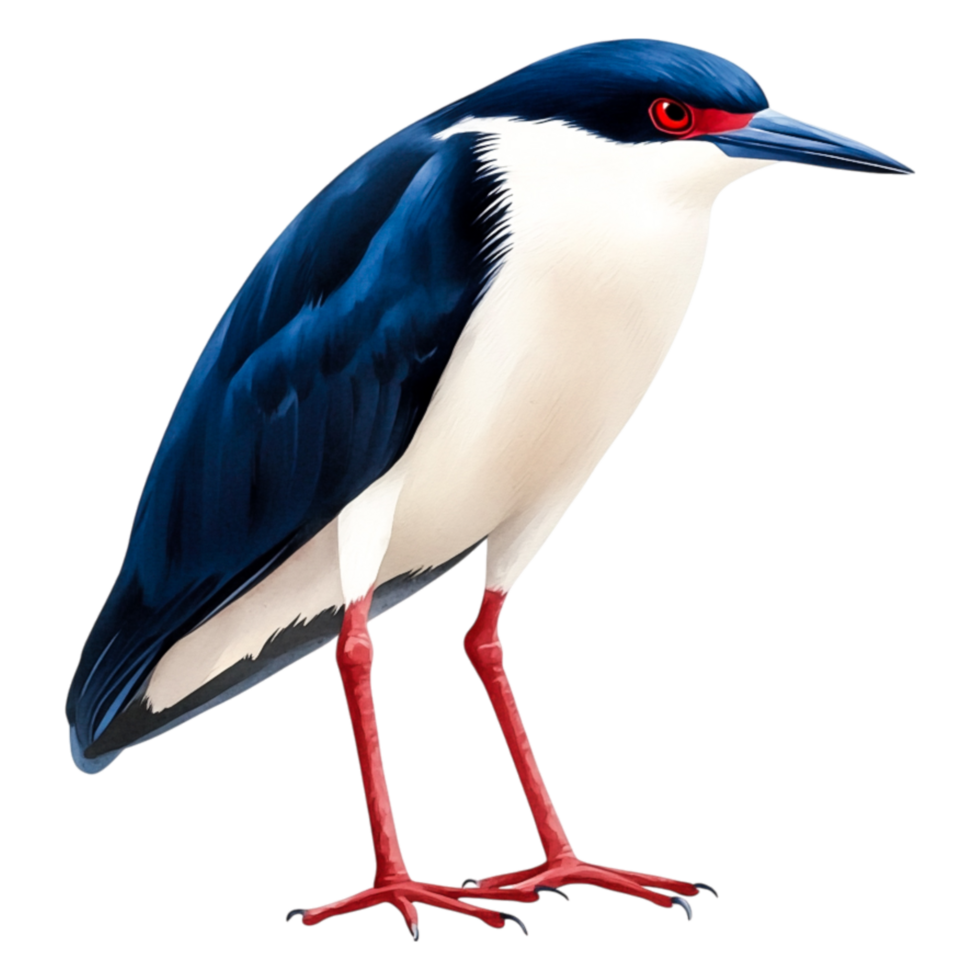 Detailed Illustration of a Black-Crowned Night Heron Bird in Profile png