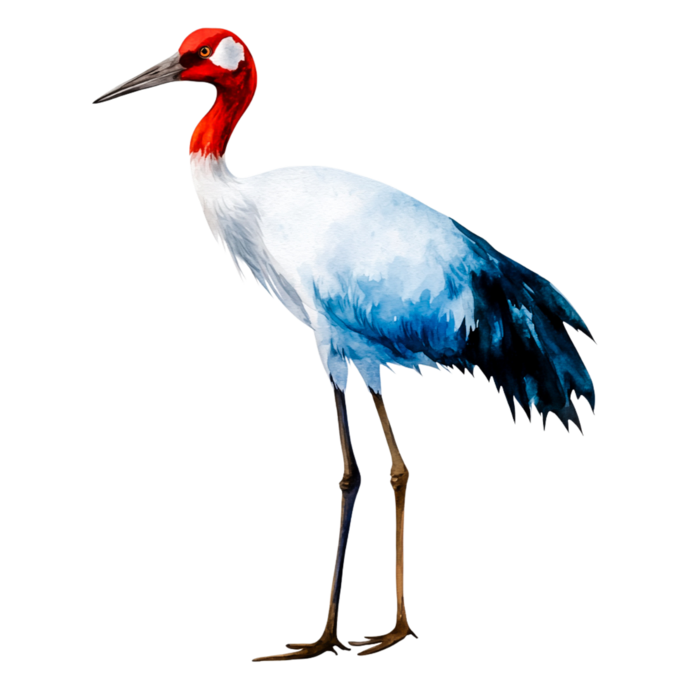 Elegant Crane with Graceful Posture and Colorful Plumage png