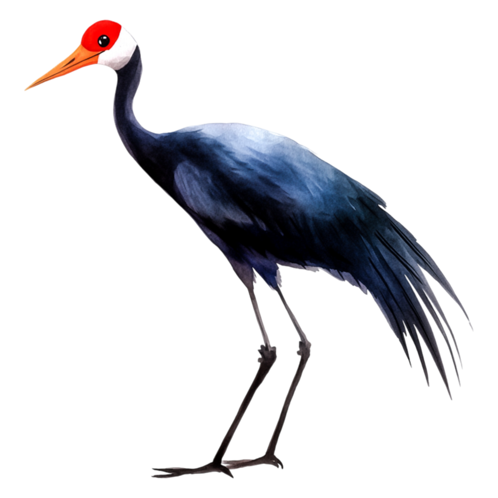 Elegant Crane Bird Standing Tall with Graceful Posture png