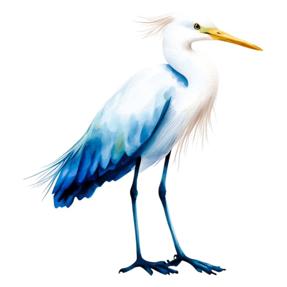 Elegant Heron with Blue and White Feathers Standing Gracefully png