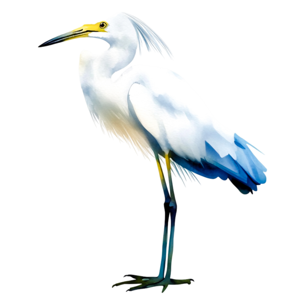 Elegant White Bird Standing Gracefully by a Tranquil Water Source png