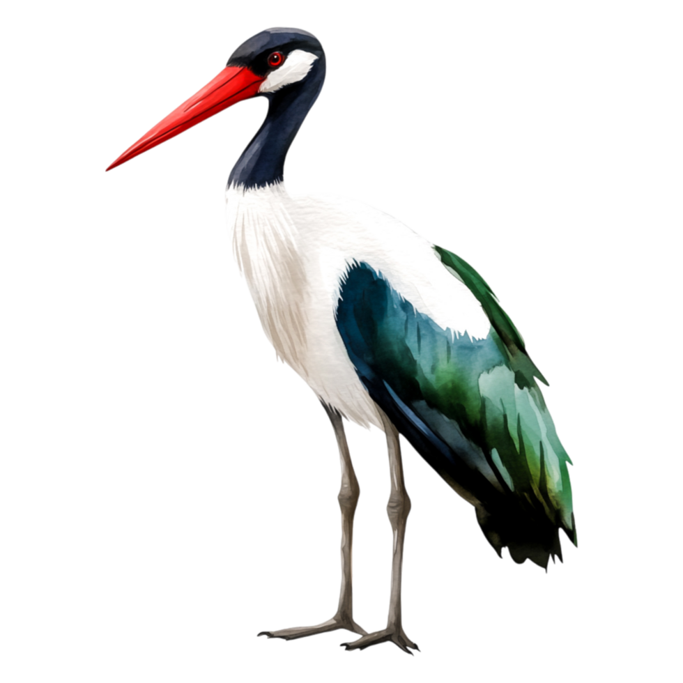 Elegant Stork with Red Beak and Colorful Feathers in Natural Pose png