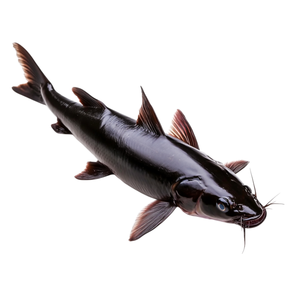 Black Catfish with Smooth Body and Pronounced Whiskers in Detail png