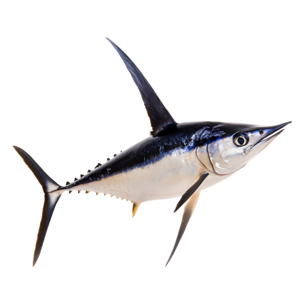 Detailed closeup of a Beautiful Swordfish Swimming in Ocean Water png