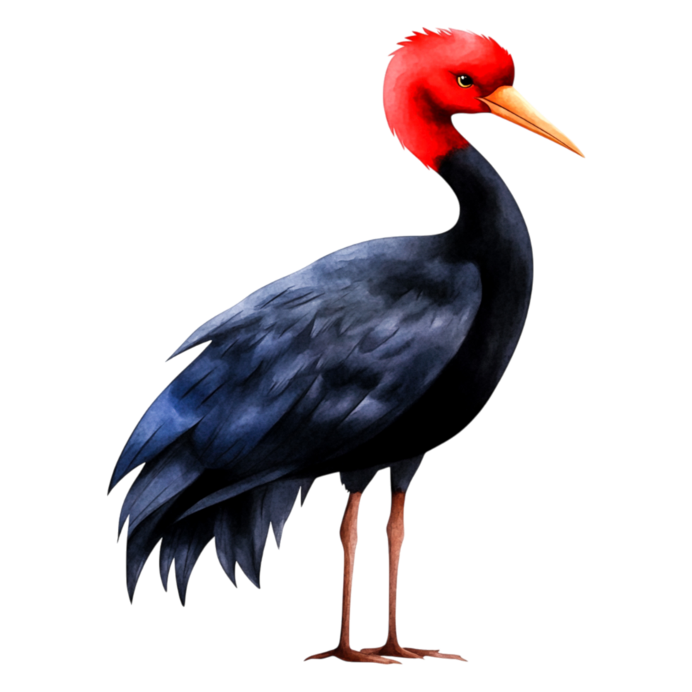 Elegant Red-Headed Bird with Black Feathers in Detailed Illustration png