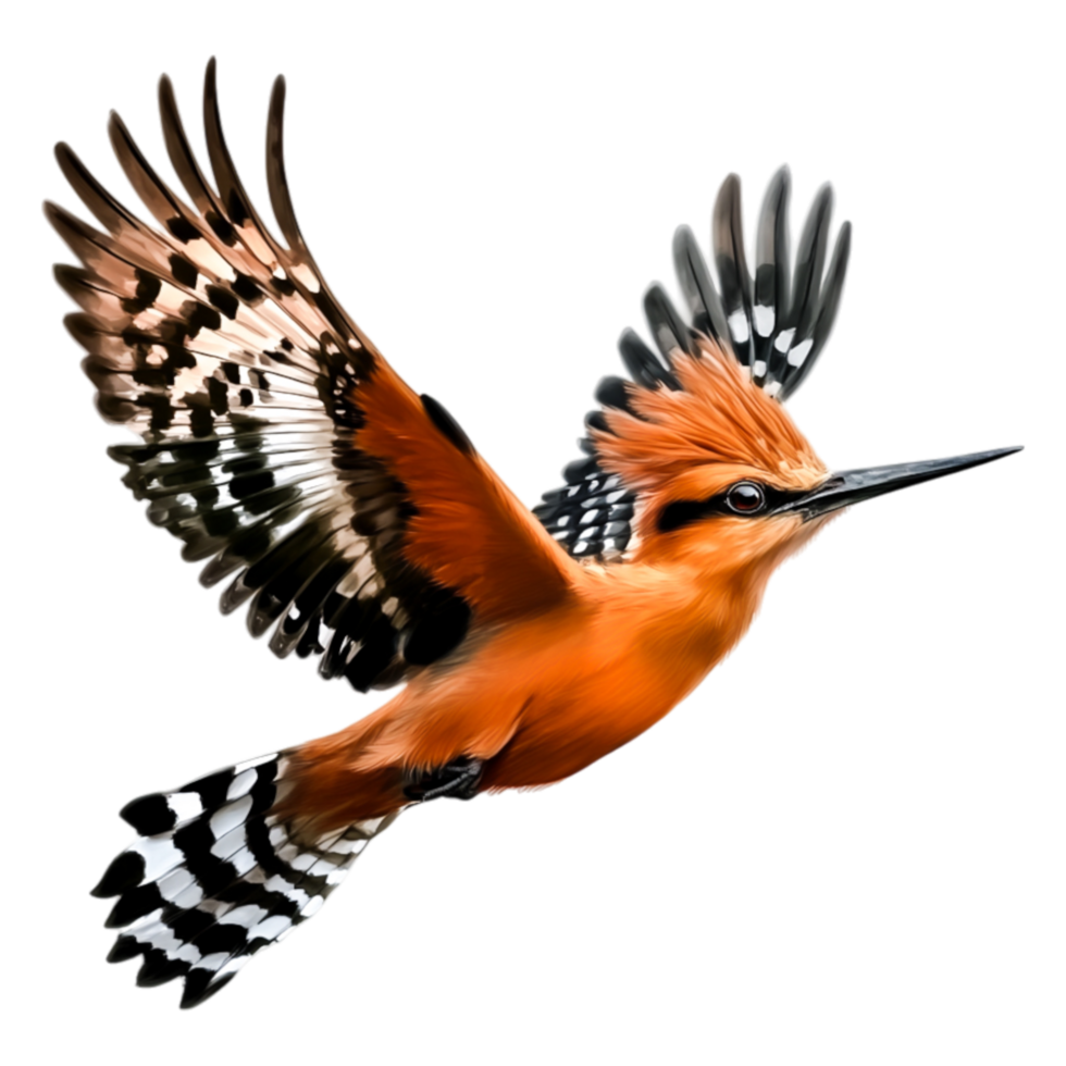 Colorful Bird in Flight with Striking Plumage and Detail png