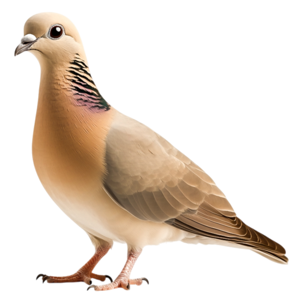 Beautiful bird with soft colors and unique markings on the neck png