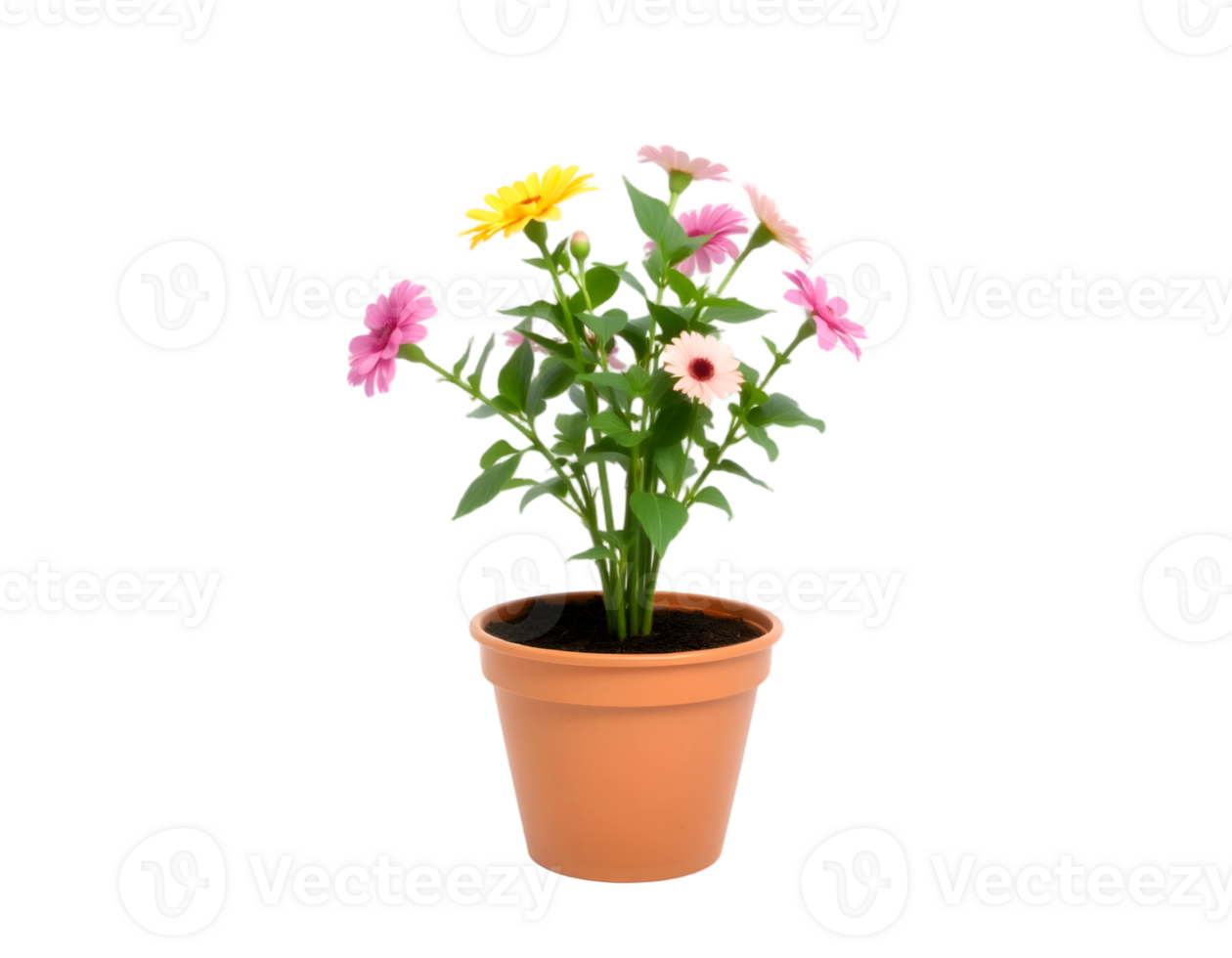 Flower pot with gerbera flowers isolated on transparent background png