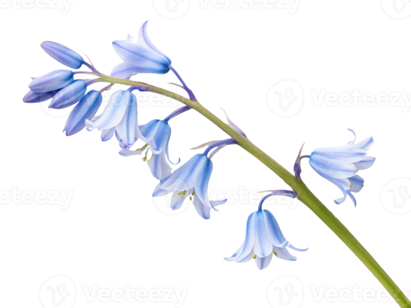 Delicate bluebell flowers on green stem, showcasing nature beauty and elegance png