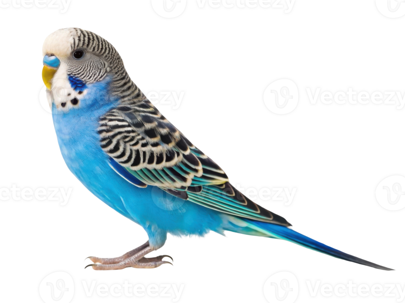 vibrant blue budgerigar with striking patterns and cheerful expression png