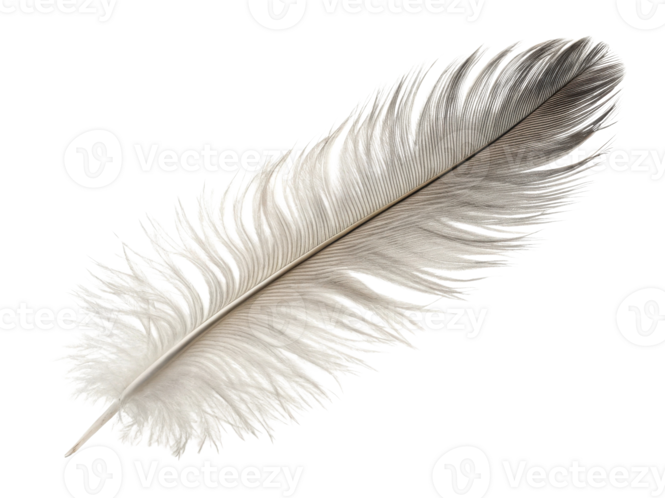 delicate feather with intricate details and soft textures, showcasing blend of white and gray tones png