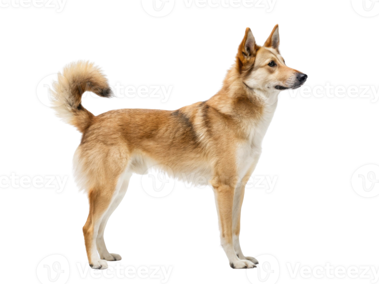 standing dog with bushy tail and alert posture, showcasing its fur and features png