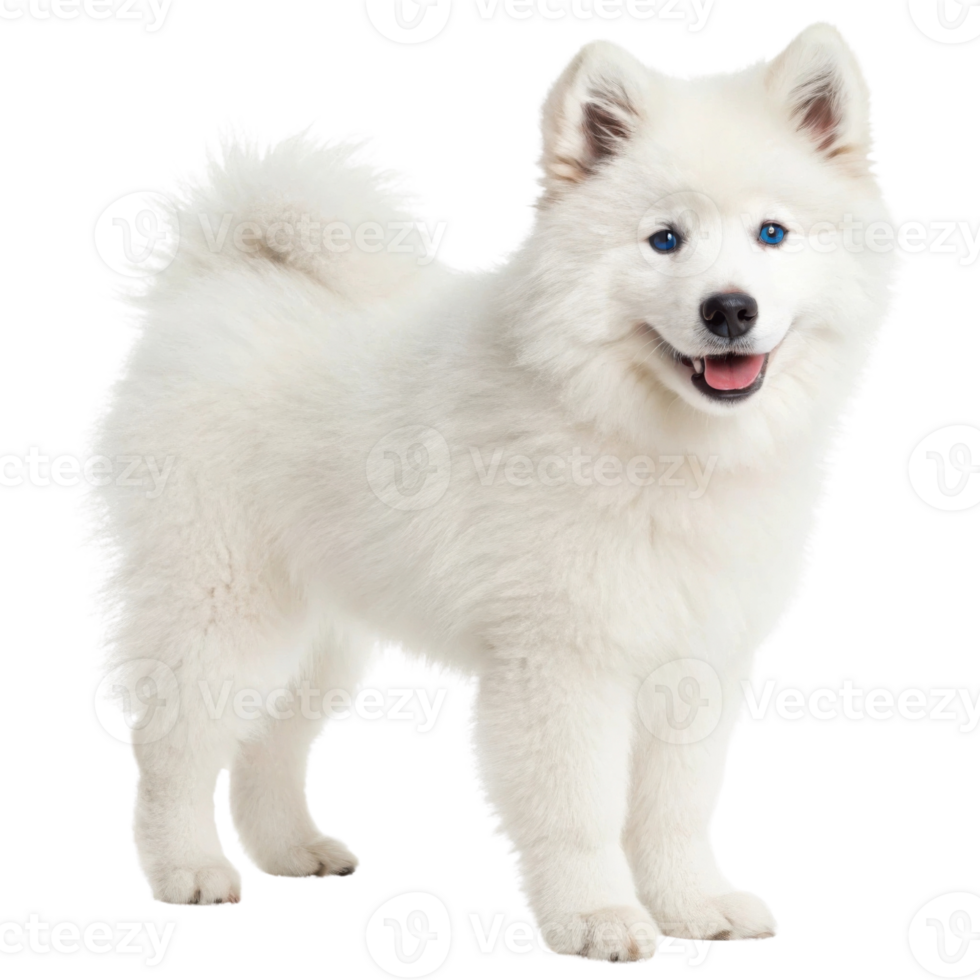 Fluffy white dog with blue eyes, standing happily in playful pose png