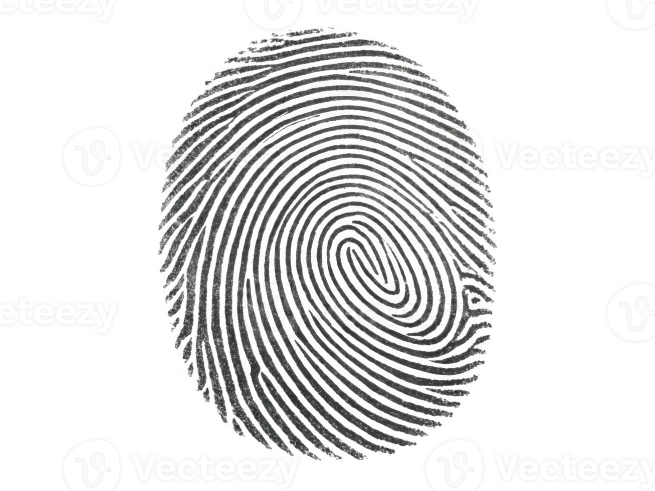Fingerprint isolated on transparency background, showcasing unique patterns and details png